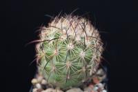 Echinomastus unguispinus v. durangensis VZD 813.jpg