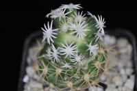 Escobaria abdita VZD 1313.jpg