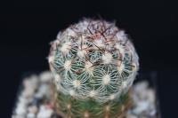 Pediocactus simpsonii v. robustior VZD 887.jpg