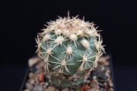 Sclerocactus mesae-verdae VZD 862.jpg