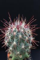 Sclerocactus polyancistrus VZD 660.jpg