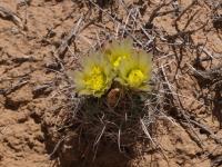sclerocactus-parviflorus-vzd-1342.jpg