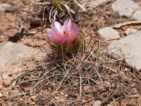 sclerocactus-parviflorus-vzd-1344.jpg