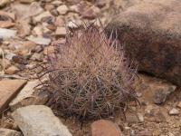 vzd_1018-emast_unguispinus.jpg