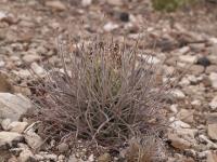vzd_1052-anc_uncinatus.jpg