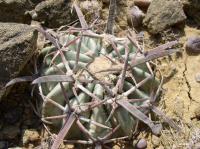 vzd_354-e_texensis.jpg