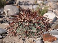 vzd_496-e_horizonthalonius.jpg