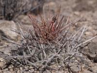 vzd_580-t_rinconensis_ssp_nidulans.jpg