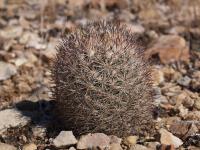 vzd_621-e_vivipara_v_desertii.jpg