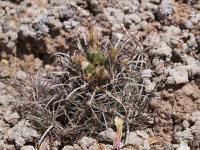 vzd_645-s_parvifloruso.jpg