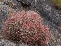 vzd_657-e_polycephalus.jpg
