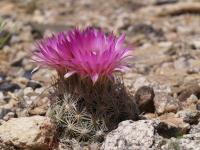 vzd_662-e_vivipara_v_rosea.jpg