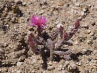 vzd_663-o_pulchella.jpg