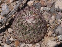vzd_854-e_erectocentrus.jpg