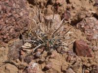 vzd_856-t_papyracantha.jpg