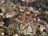 vzd_894-e_horizonthalonius.jpg