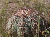 vzd_906-e_horizonthalonius.jpg