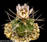 630-castellanosii-ssp-castellanosii-(bozsingianum-LB 399).jpg