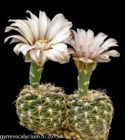 633-calochlorum-LB 1357.jpg