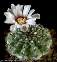 665-stellatum-v-zantnerianum-LB 1137.jpg