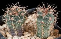 baldianum-v-sanguiniflorum-LB-1250.jpg