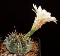 schroederianum-ssp-paucicostatum-LB-960.jpg
