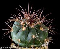 756-castellanosii-v-armillatum-LF 13.jpg