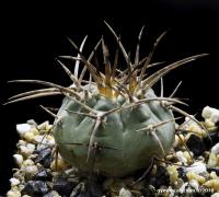 912-spegazzinii-ssp-cardenasianum-(armatum-lf-0597)-18072502.jpg