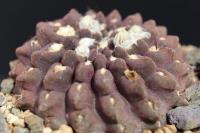 Neochilenia occulta WK 766.jpg