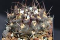Neochilenia occulta f. Starkbedornt WK 755a.jpg