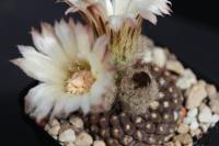 Neochilenia odieri v. esmeraldana WK 724.jpg