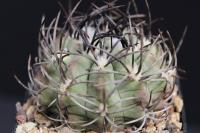 Neochilenia paucicostata WK 938.jpg