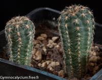 andreae-ssp-matznetteri-WR-567a.jpg