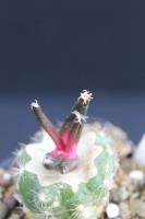 Ariocarpus agavoides ssp. sanluisensis VM 797.jpg