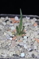 Ariocarpus agavoides ssp. sanluisensis VM 804.jpg