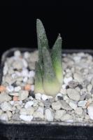 Ariocarpus bravoanus VM 288.jpg