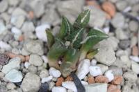 Ariocarpus kotschoubeyanus v. elephantidens VM 202s.jpg