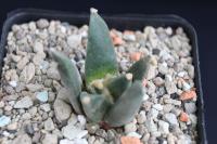 Ariocarpus retusus ssp. scapharostroides VM 85.jpg