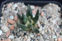 Ariocarpus scaphirostris VM 232.jpg