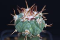 Echinocactus  horizonthalonius var. subikii VM 324.jpg