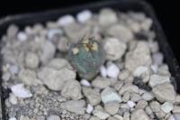 Echinocactus horizonthalonius VM 726.jpg