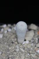 Epithelantha pachyrhiza ssp. elongata VM 401.jpg