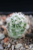Escobaria grata VM 545.jpg