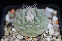 Strombocactus disciformis VM 162.jpg
