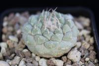 Strombocactus disciformis VM 293.jpg