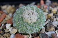 Strombocactus disciformis v. jarmilae VM 207.jpg