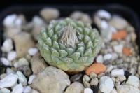 Strombocactus disciformis v. minimus VM 204.jpg