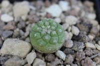 Strombocactus esperanzae VM 291.jpg