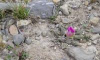 ariocarpus-fissuratus-ssp-hintonii-vm-284.jpg