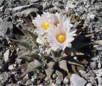 ariocarpus-retusus-ssp-confusus-vm-270.jpg